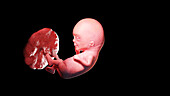 Human fetus at week 12, illustration