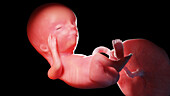 Human fetus at week 13, illustration