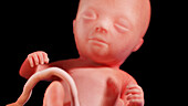 Human fetus at week 14, illustration