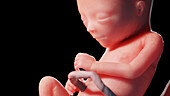 Human fetus at week 17, illustration