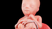 Human fetus at week 18, illustration