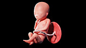 Human fetus at week 19, illustration