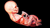 Human fetus at week, illustration