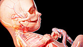 Human fetus at week 21, illustration