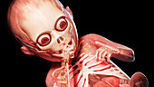 Human fetus at week 25, illustration