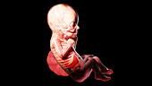 Human fetus at week 26, illustration