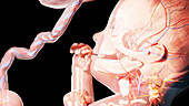 Human fetus at week 27, illustration