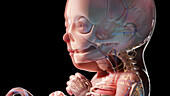 Human fetus at week 30, illustration