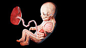 Human fetus at week 31, illustration