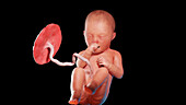 Human fetus at week 34, illustration