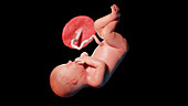 Human fetus at week 36, illustration