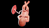 Human fetus at week 36, illustration