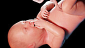 Human fetus at week 36, illustration