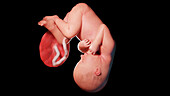 Human fetus at week 37, illustration