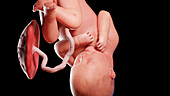 Human fetus at week 37, illustration