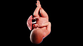 Human fetus at week 38, illustration