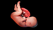 Human fetus at week 40, illustration