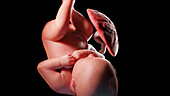 Human fetus at week 40, illustration