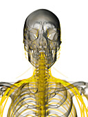 Nerves of the skull, illustration