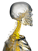 Cervical nerves, illustration