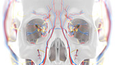 Facial nerves, illustration