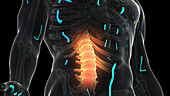 Painful spine, illustration
