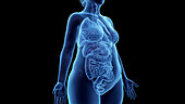 Obese woman's organs, illustration