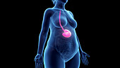 Obese woman's stomach, illustration