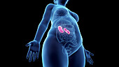 Obese woman's kidneys, illustration