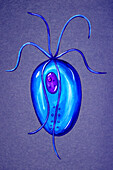 Trichomonas vaginalis parasite, illustration
