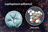 Mescaline molecule and peyote cactus, composite image