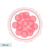 Morula, illustration
