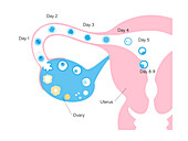 Menstrual cycle, illustration