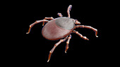 Tick, illustration