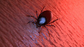 Tick biting human skin, illustration