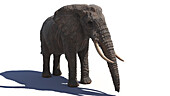Elephant, illustration