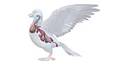 Pigeon organs, illustration