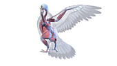 Pigeon muscle anatomy, illustration
