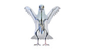 Pigeon skeleton, illustration