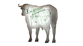 Cattle lymphatic system, illustration