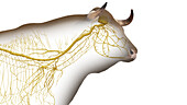 Cattle nervous system, illustration