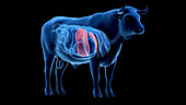 Cattle liver, illustration