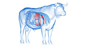 Cattle liver, illustration