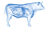 Cattle organs, illustration