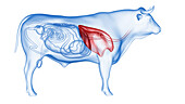 Cattle lung, illustration