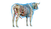 Cattle anatomy, illustration