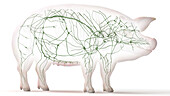 Pig lymphatic system, illustration