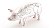 Pig skeleton, illustration