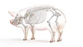 Pig skeleton, illustration