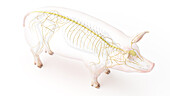 Pig nervous system, illustration